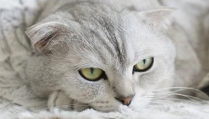 伴游服务的特点